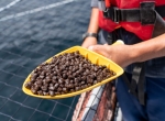 Sản lượng bột cá, dầu cá toàn cầu giảm trong năm 2023