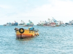 Xuất khẩu bột cá và dầu cá của Peru giảm