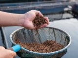 Giá bột cá Trung Quốc giảm do thị trường suy yếu