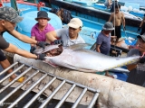 Cá ngừ xuất sang Trung Quốc tăng đột biến